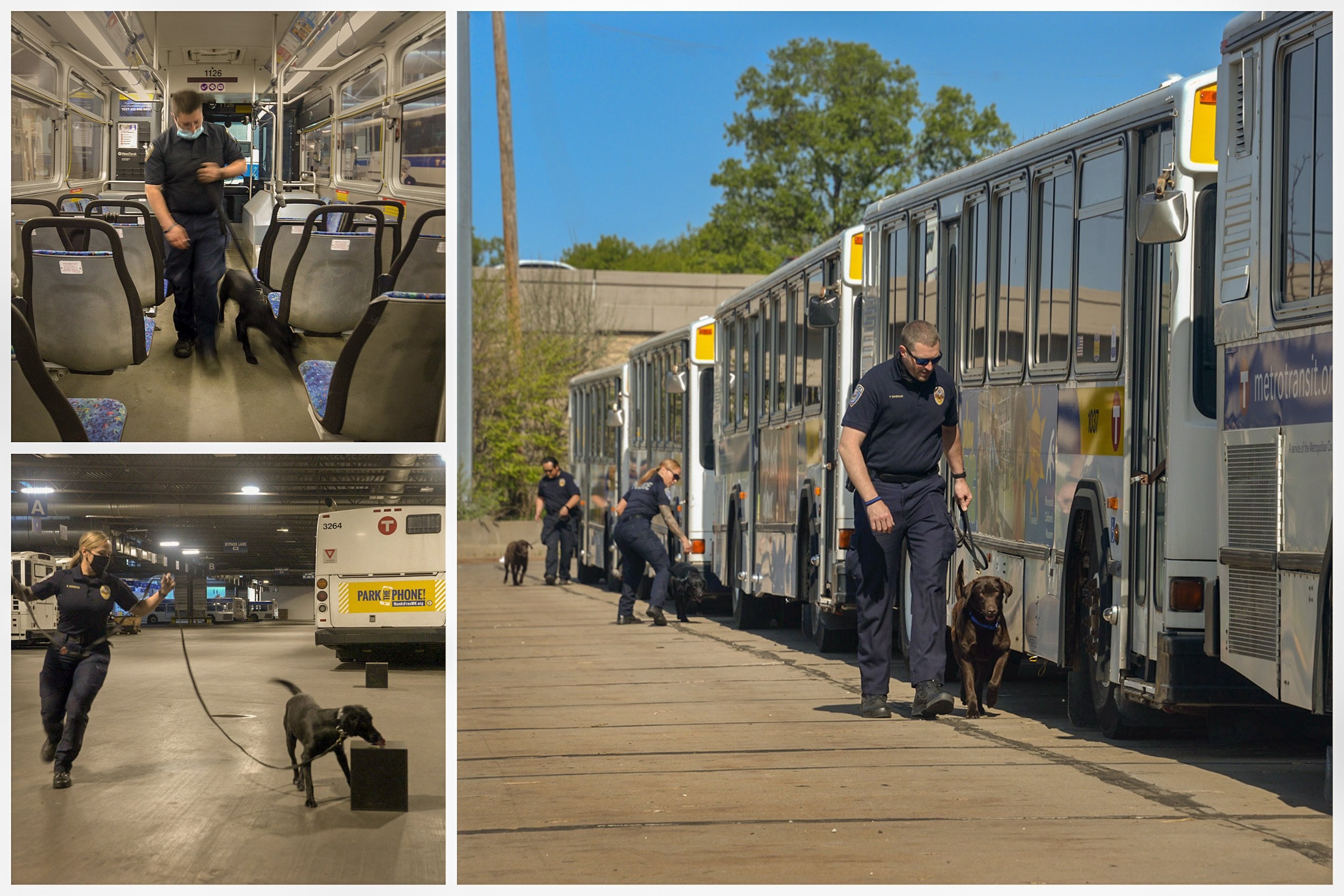 K-9s train with their Metro Transit police handlers. 